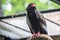 The bateleur Eagle in a Zoo, Berlin