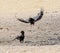 Bateleur Eagles