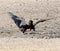 Bateleur Eagles