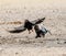 Bateleur Eagles