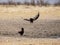 Bateleur Eagles