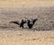 Bateleur Eagles