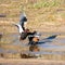 Bateleur Eagles