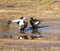 Bateleur Eagles