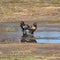 Bateleur Eagles