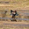 Bateleur Eagles