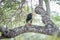 Bateleur eating in a tree.