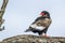 Bateleur in Kruger National park, South Africa