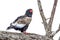 Bateleur in Kruger National park, South Africa