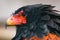 Bateleur (lat. Terathopius ecaudatus)