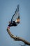 Bateleur lifts wings taking off from branch