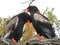 Bateleur Pair