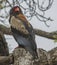 Bateleur surveying the savanah from its perch