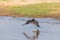 Bateleur taking off from a river