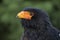 Bateleur Terathopius ecaudatus