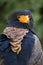 Bateleur Terathopius ecaudatus