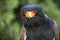 Bateleur Terathopius ecaudatus