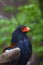 Bateleur Terathopius ecaudatus sitting with green background. African eagles sitting in green bush