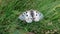 Baterfly in grass