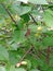 baterfly of green leaf in garden sherry