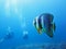 Batfish and scuba divers in the blue ocean