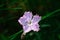 Bath`s Pink - Dianthus Gratianopolitanus