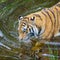 Bath time for an Amur Tiger