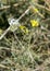 Bath White Butterfly and Ladybug beetle on a yellow flower in Matera, Italy