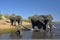 A bathe in Chobe river