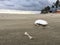 Bathers throw dirt on the beach, even in the quarantine period. On a rainy and cloudy day and with wet sand.