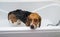 Bathing of the american beagle. Dog taking a bubble bath. Grooming dog