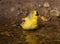 Bathing American Goldfinch