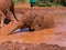 Bathing baby elephant