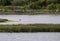 Bathing bald eagle at the estuary