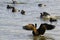 Bathing Barnacle geese birds