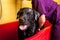 Bathing of the black Labrador Retriever dog. Happiness dog taking a bubble bath