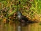 Bathing Common Grackle