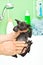 Bathing cute little black kitten