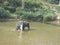 Bathing an elephant