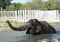 Bathing elephant-male