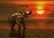 Bathing elephant in the river on an amazing sunset background