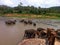 Bathing elephants