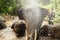 Bathing elephants in a pond with splashing, close-up.