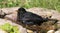 Bathing eurasian blackbird