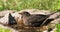 Bathing eurasian blackbird