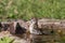 Bathing eurasian tree sparrow