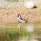 Bathing European goldfinch