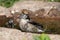 Bathing female Eurasian blackcap bird