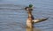 Bathing female Mallard