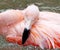 Bathing Flamingo 1